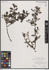 Foto von Salix borealis Fr.